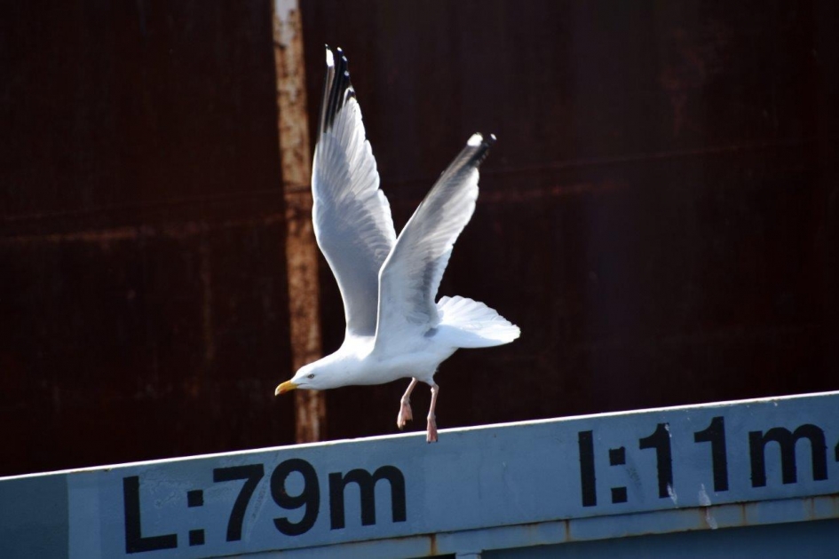 Vleugels los... - Vogels - 
