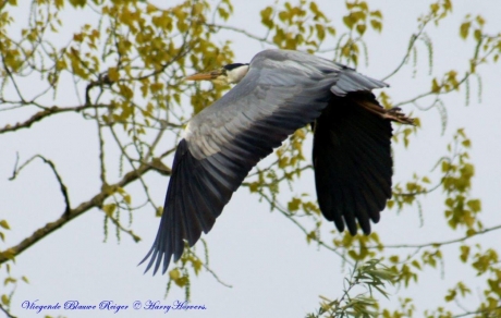 vliegende blauwe reiger