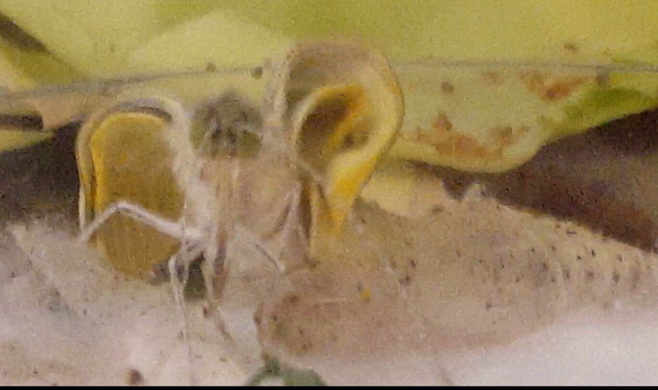 Vlinder komt uit cocon - Overig - Koolwitje