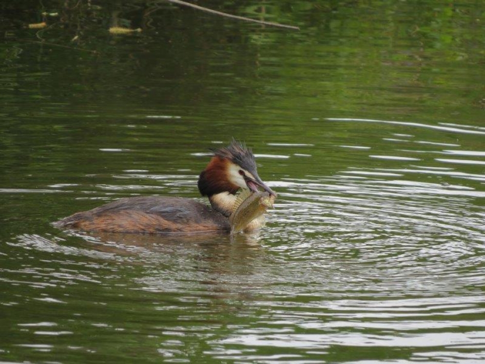 voedzame maaltijd - Vogels - fuut