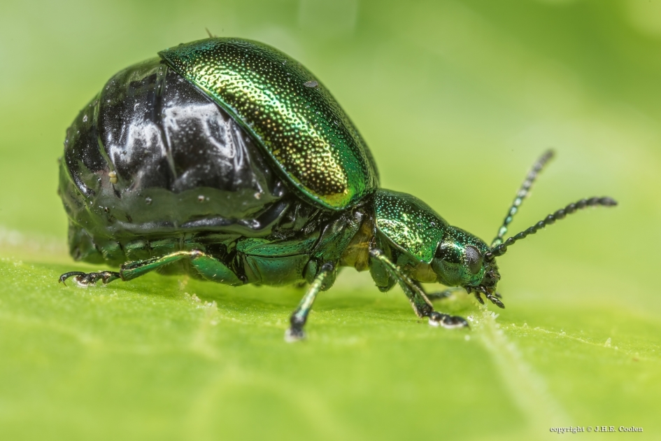 Volgepakt - Geleedpotigen - Groen zuringhaantje