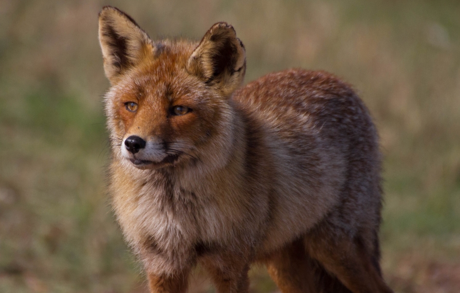 vos - Zoogdieren - vos