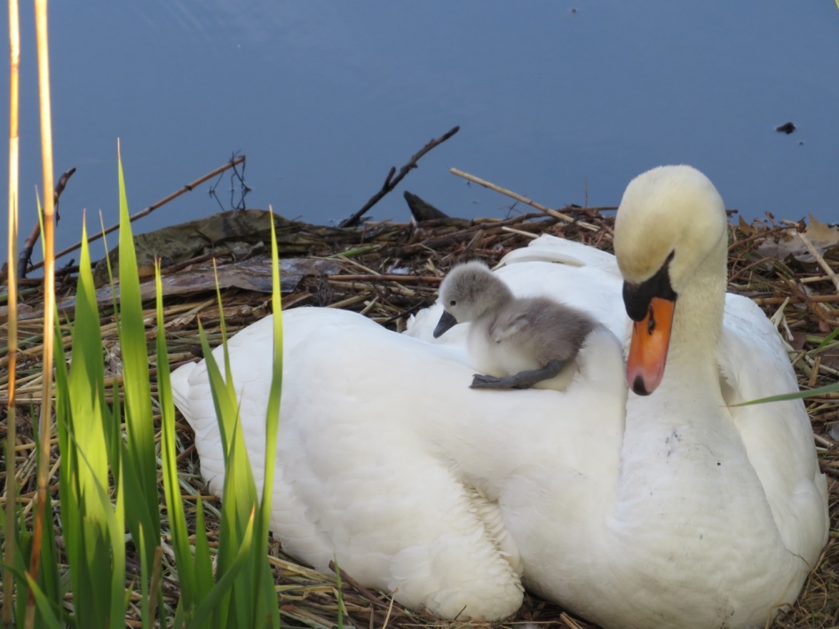 Vroege Vogel - Vogels - 
