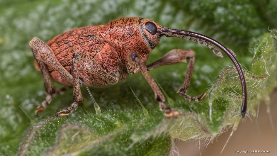 Vrouwtje - Geleedpotigen - Eikelboorsnuitkever
