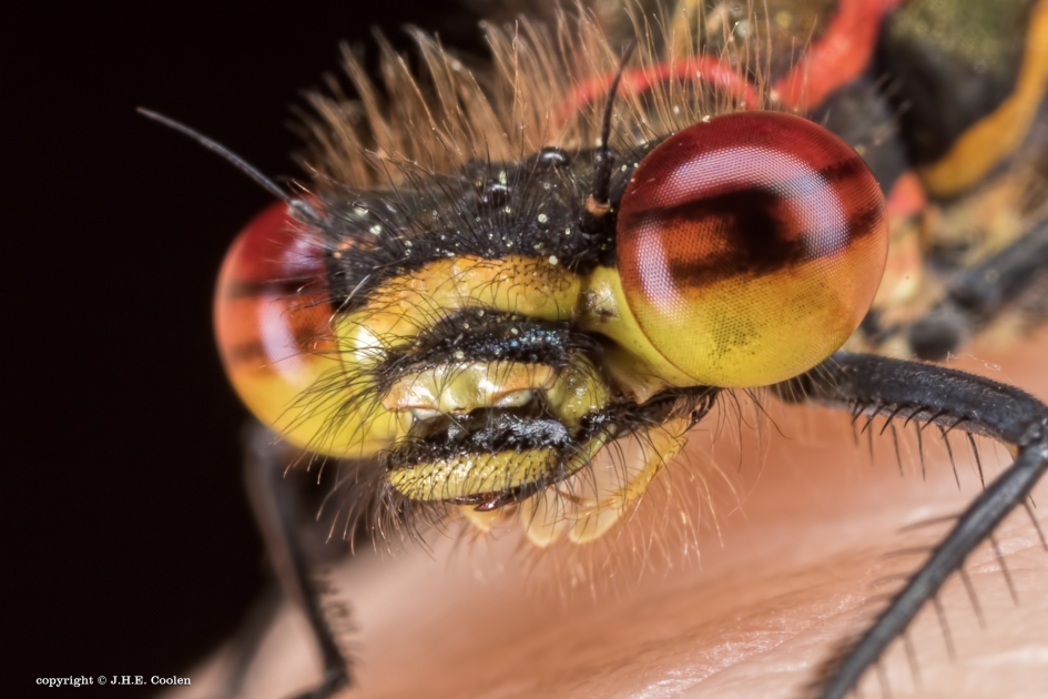 Vuurjuffer - Geleedpotigen - Vuurjuffer