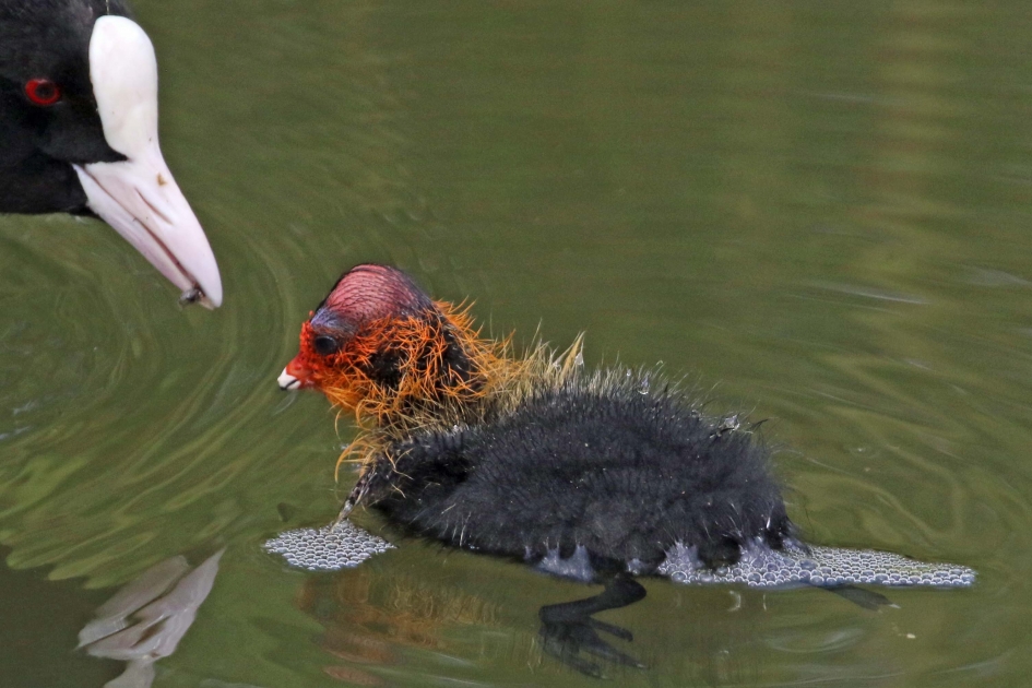Wat een mooie belletjes... - Vogels - 
