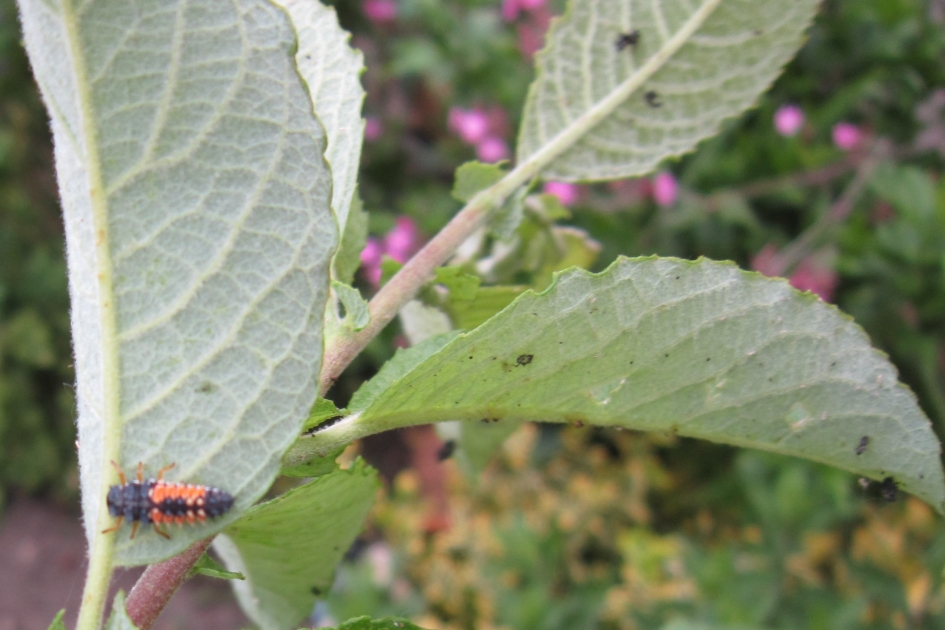 wat is dit - Overig - 