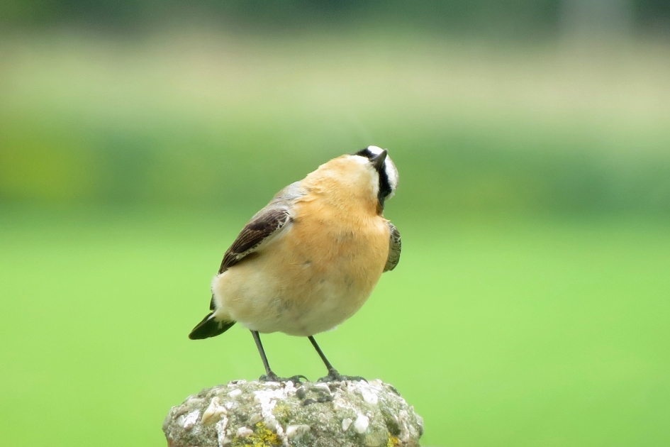 Wat zie ik? - Vogels - 