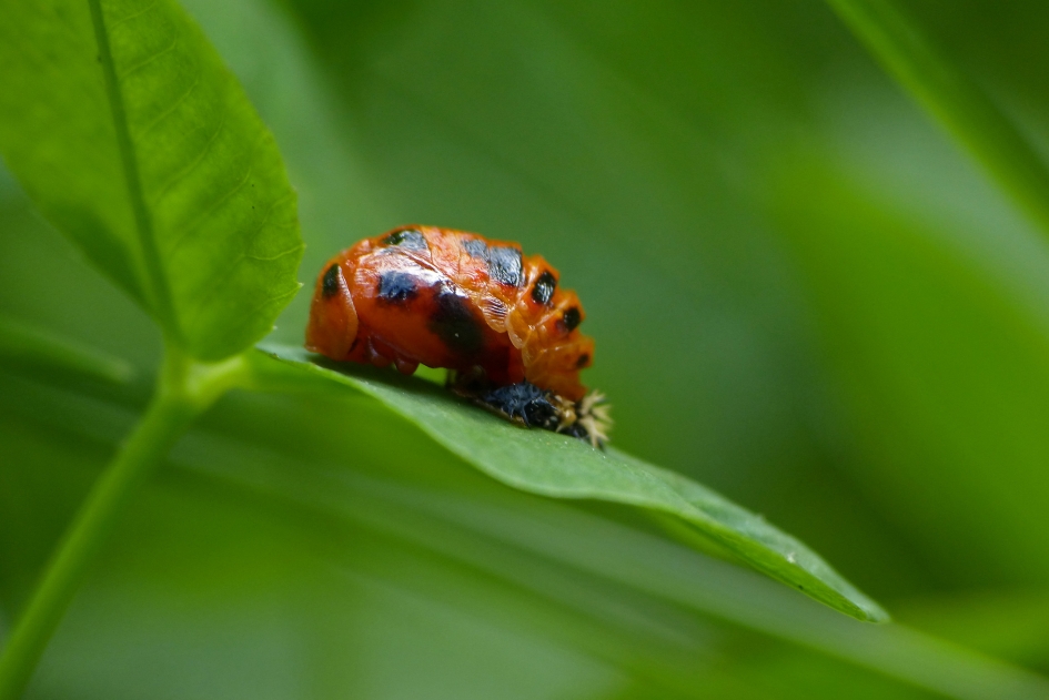 We gaan beginnen... - Geleedpotigen - 