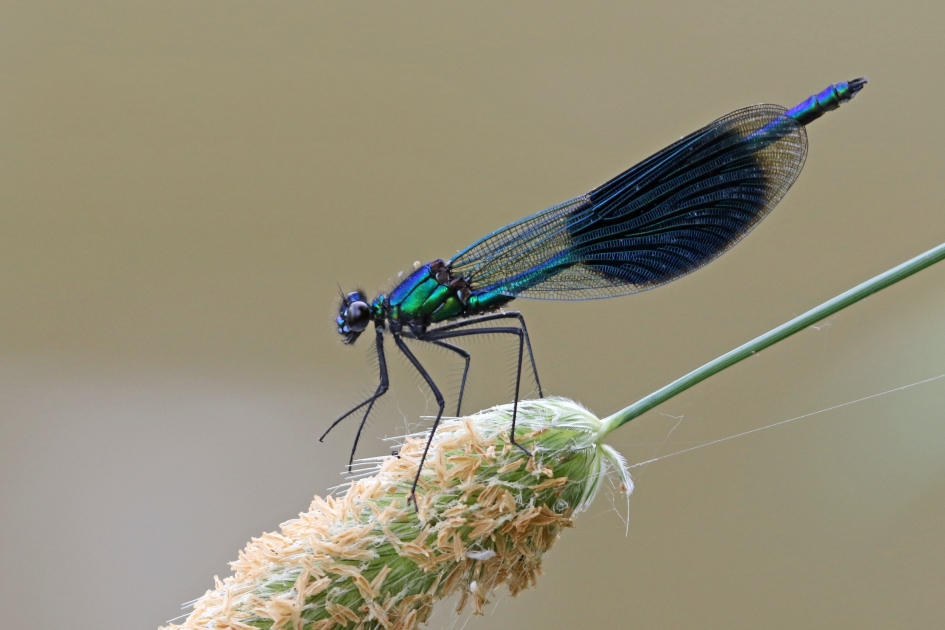 Weidebeekjuffer - Geleedpotigen - 