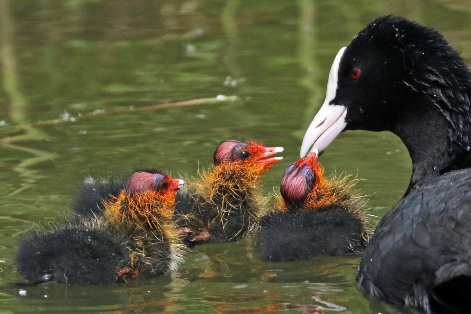 Wij willen eten! - Vogels - 