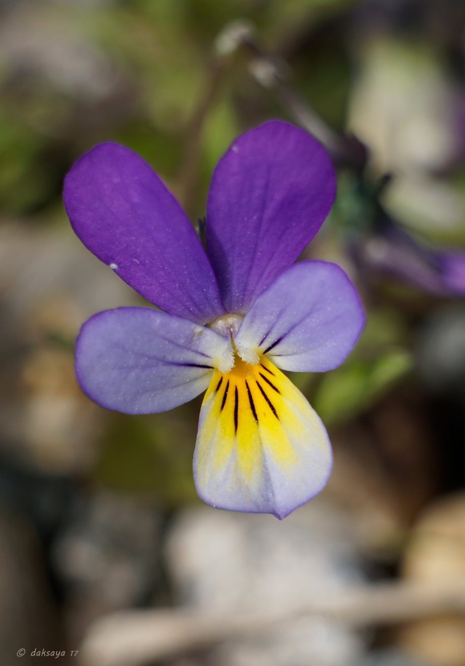 Wild viooltje - Planten - 