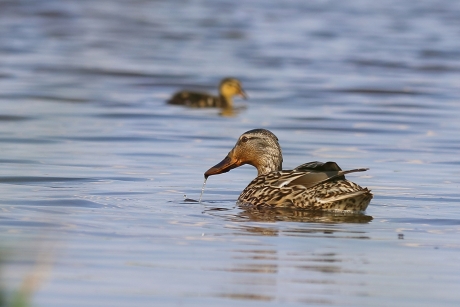 wilde eend -v- met jong