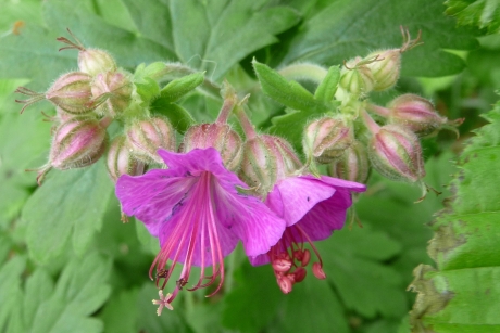 Wilde geranium