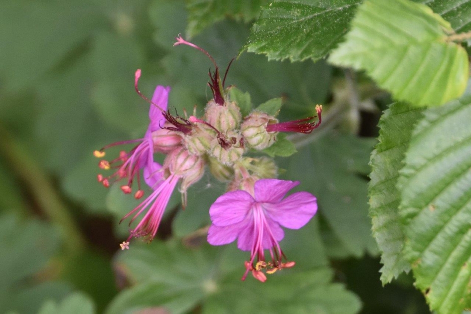 Wilde geranium - Planten - 