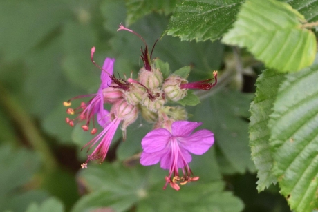 Wilde geranium