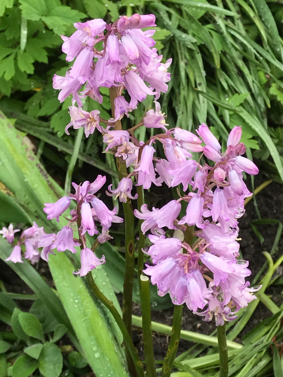 Wilde hyacint - Planten - 