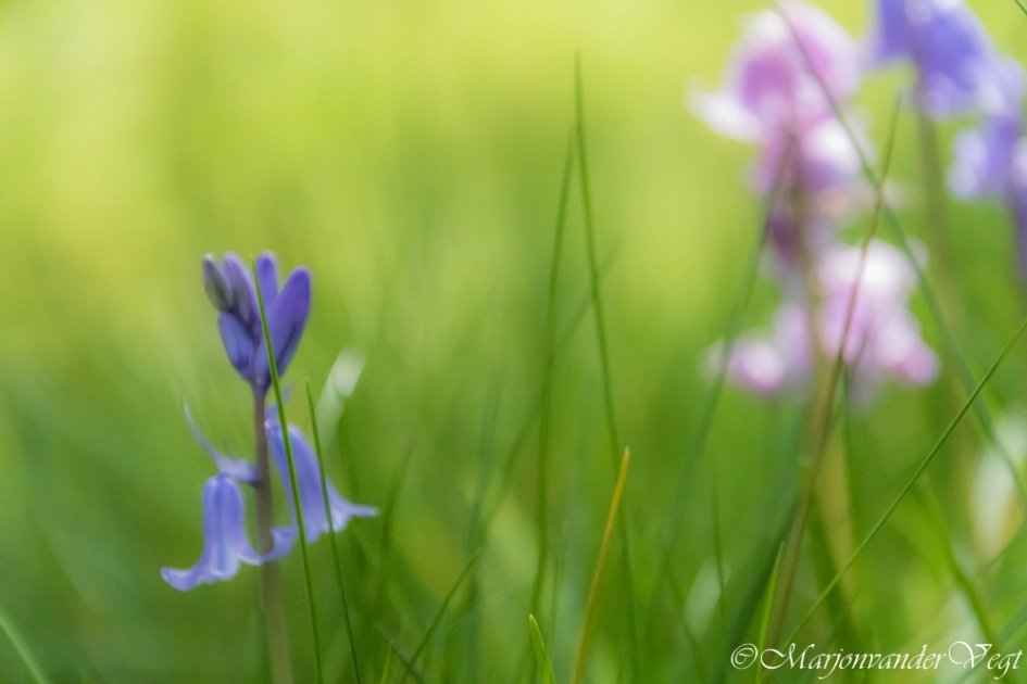 Wilde hyacinten - Planten - Wilde hyacint