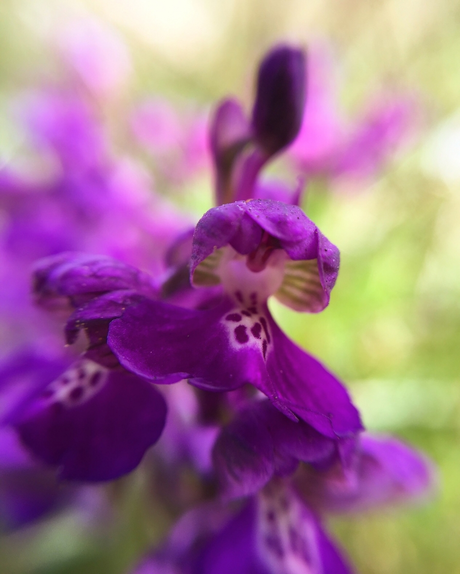 Wilde orchidee - Planten - 