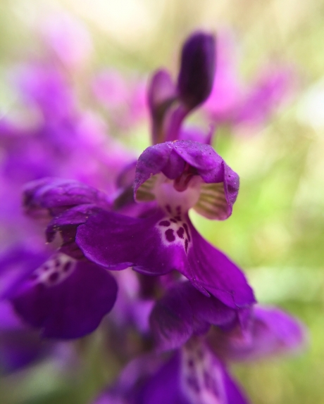 Wilde orchidee
