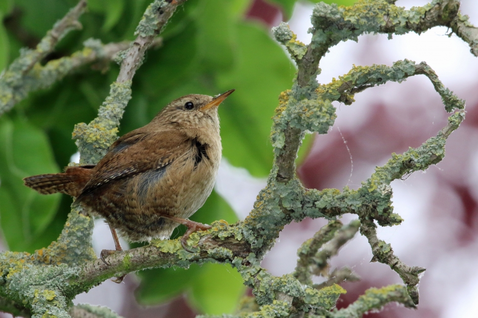 Winterkoninkje - Vogels - 