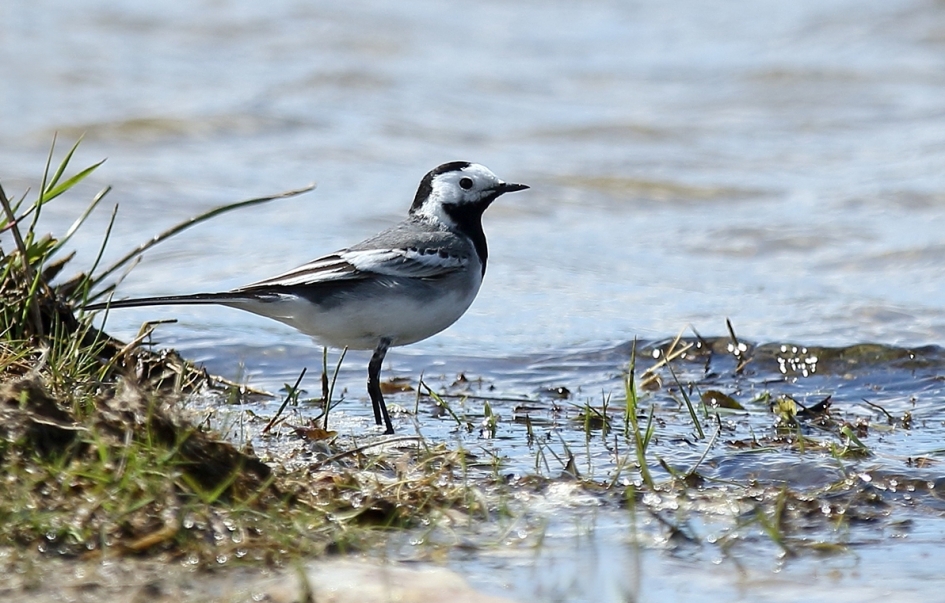 witte kwikstaart - Vogels - 