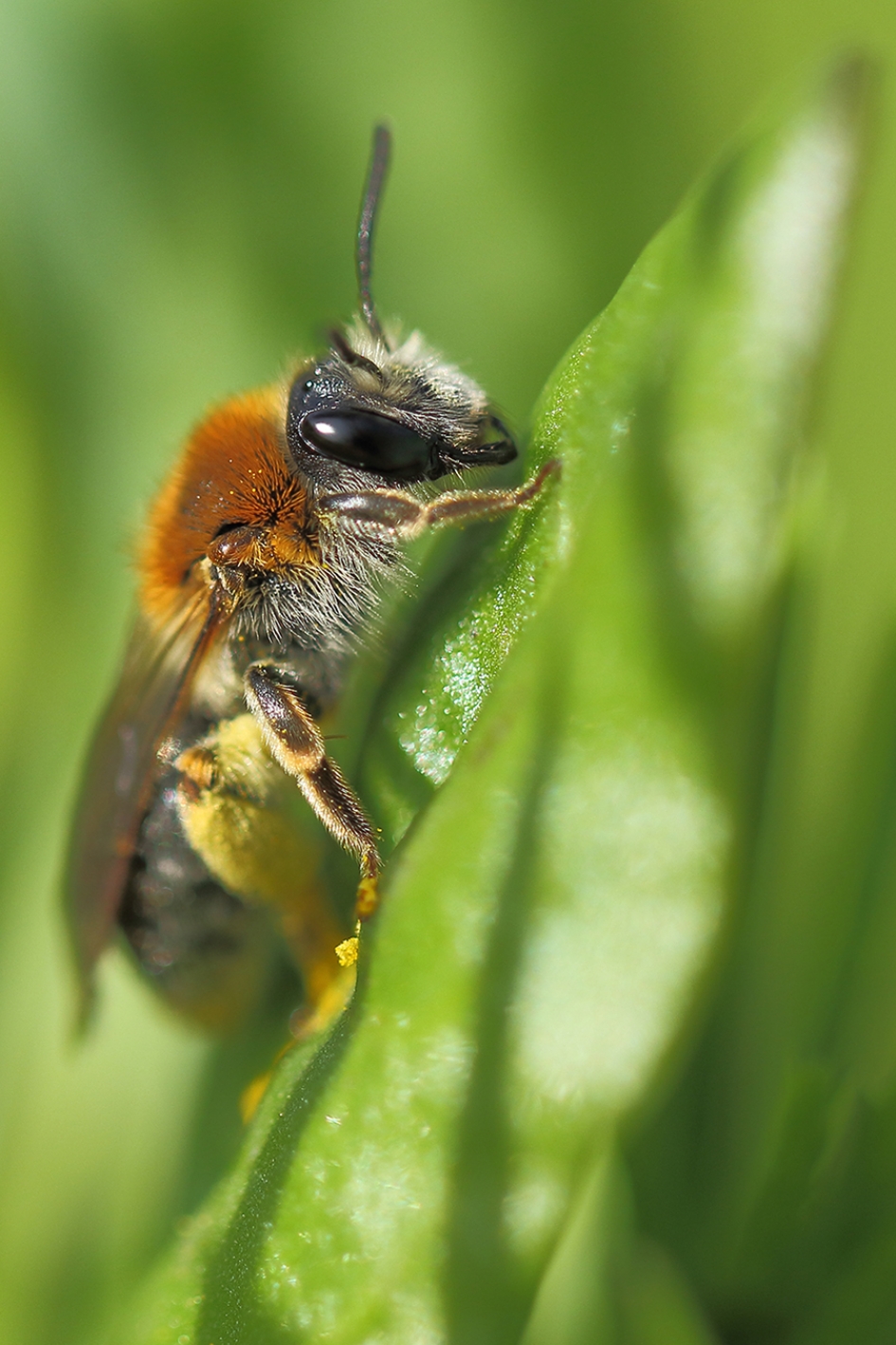 zandbij met de naam Roodgatje -v- - Geleedpotigen - 