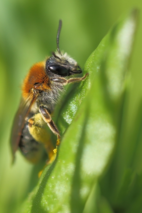 zandbij met de naam Roodgatje -v-