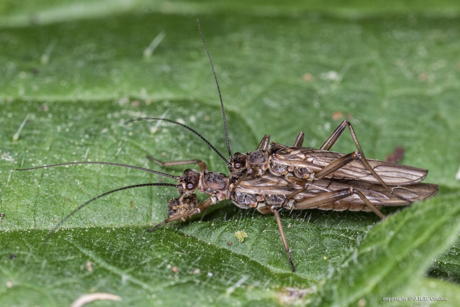 Zeldzaam - Geleedpotigen - Negendoornige wintersteenvlieg