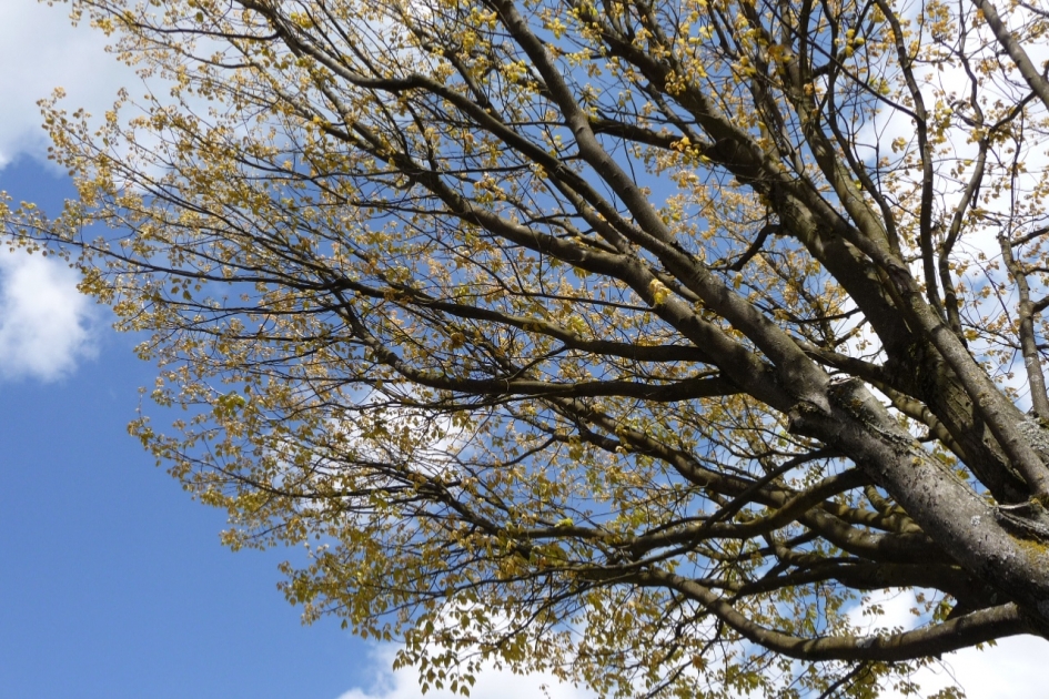 Zijtakken van een boom met jong blad - Planten - 