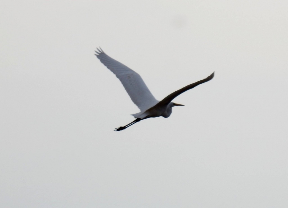 Zilverreiger in de lucht - Vogels - Zilverreiger