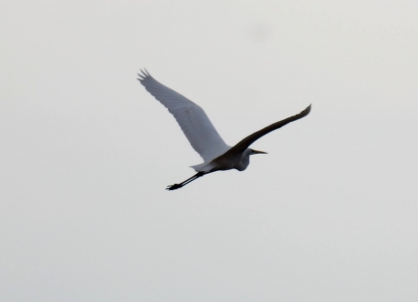 Zilverreiger in de lucht
