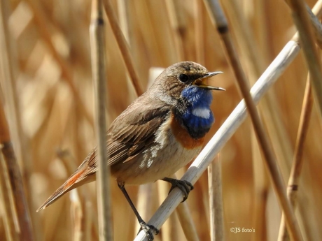 Zingen uit volle blauwborst