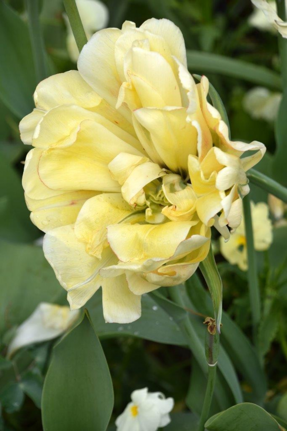 Zo groot als een schotel... - Planten - 