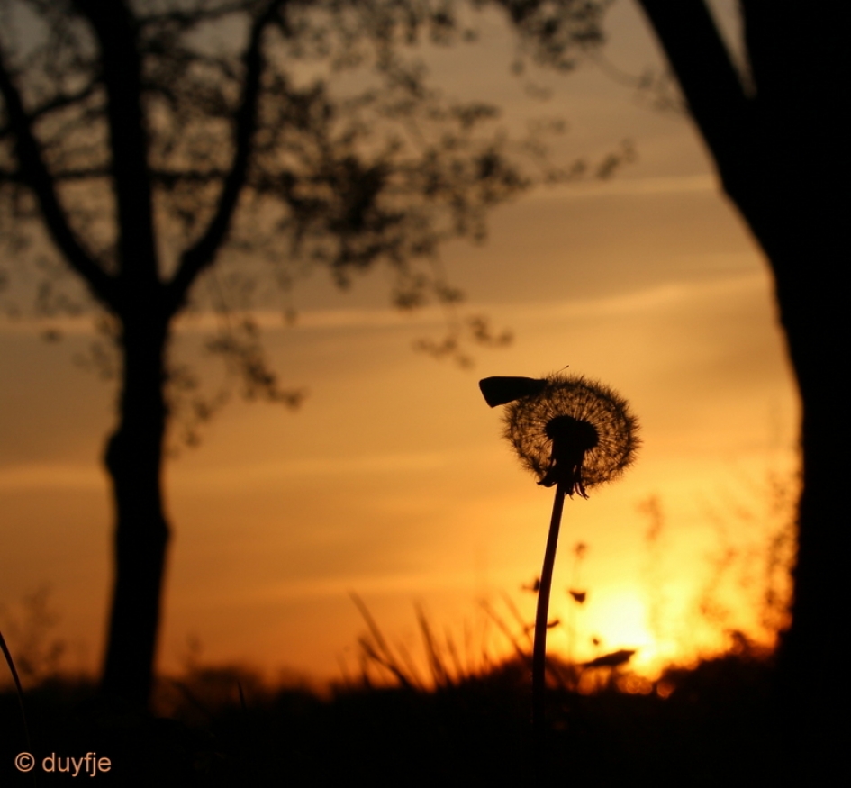zonsondergang - Planten - klein geaderd witje