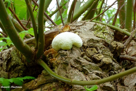 Zwam in knotwilg