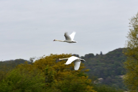 Zwanen boven de Seine