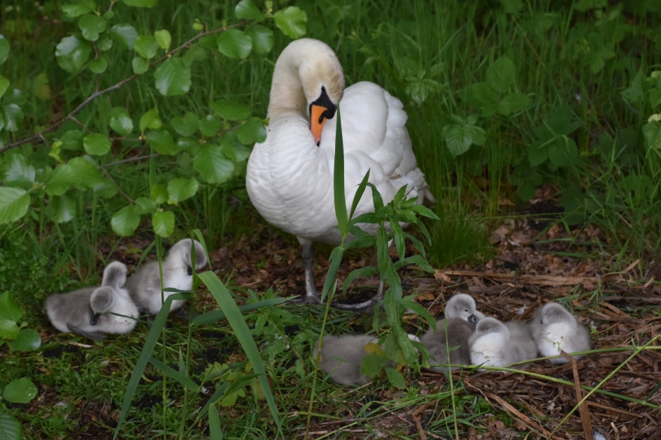Zwanenfamilie - Vogels - 