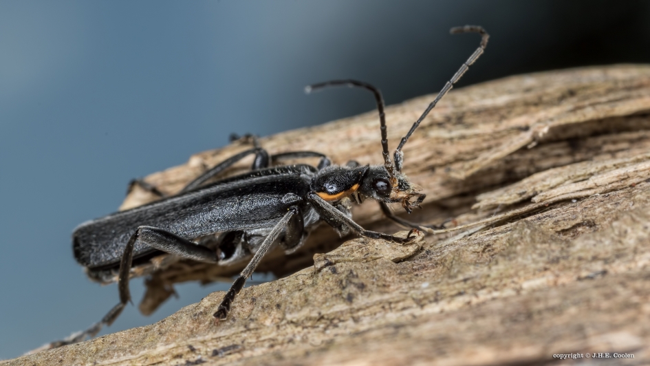 Zwart soldaatje - Geleedpotigen - Zwart soldaatje