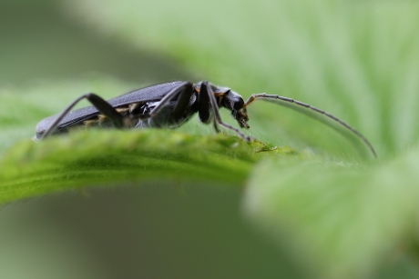 zwart soldaatje (obscura)