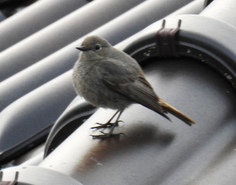 Zwarte roodstaart vrouw - Vogels - Zwarte roodstaart