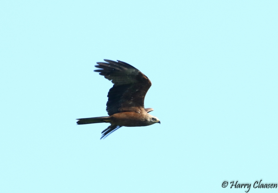 Zwarte Wouw - Vogels - Zwarte wouw