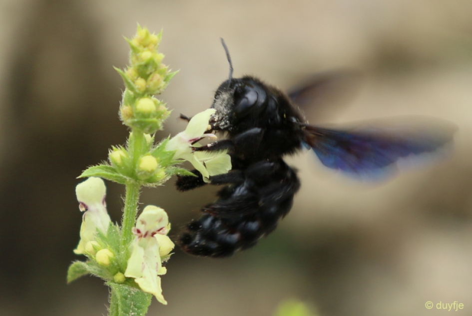 Zwartwerker - Geleedpotigen - Zwarte Metselaar