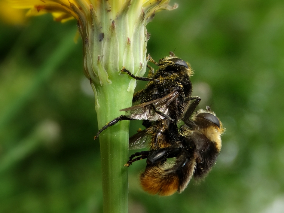 20170603 parende grote narcisvliegen (Merodon equestris) - Geleedpotigen - grote narcisvlieg