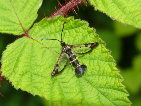 20170610 bessenglasvlinder