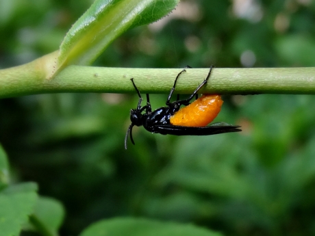 20170611 vrouwtje rozenbladwesp