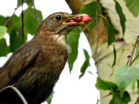 20170620 merel pop met besjes voor de jongen