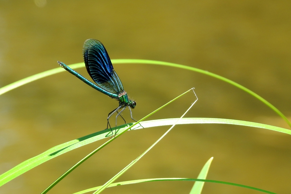 Aan de waterkant - Geleedpotigen - Weidebeekjuffer