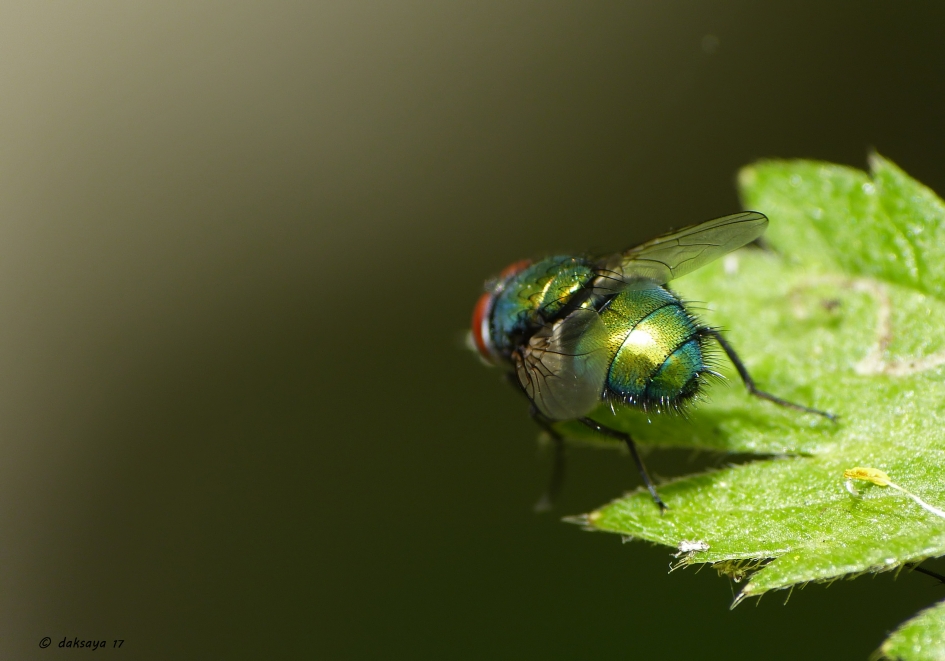 Achterkantje - Geleedpotigen - 