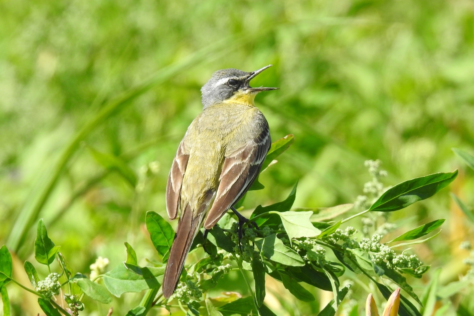 Alarm - Vogels - Gele kwikstaart